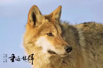 《重返狼群》：哈士奇終于用血統證明了自己，是狼王也能賣萌！