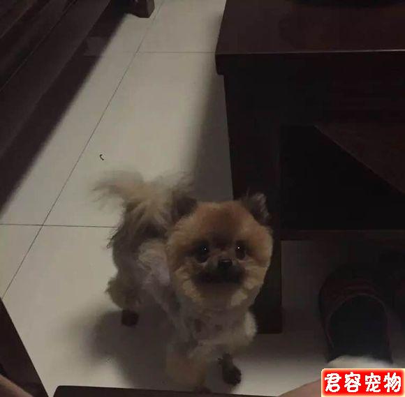 我家茶杯博美詳細接生過程