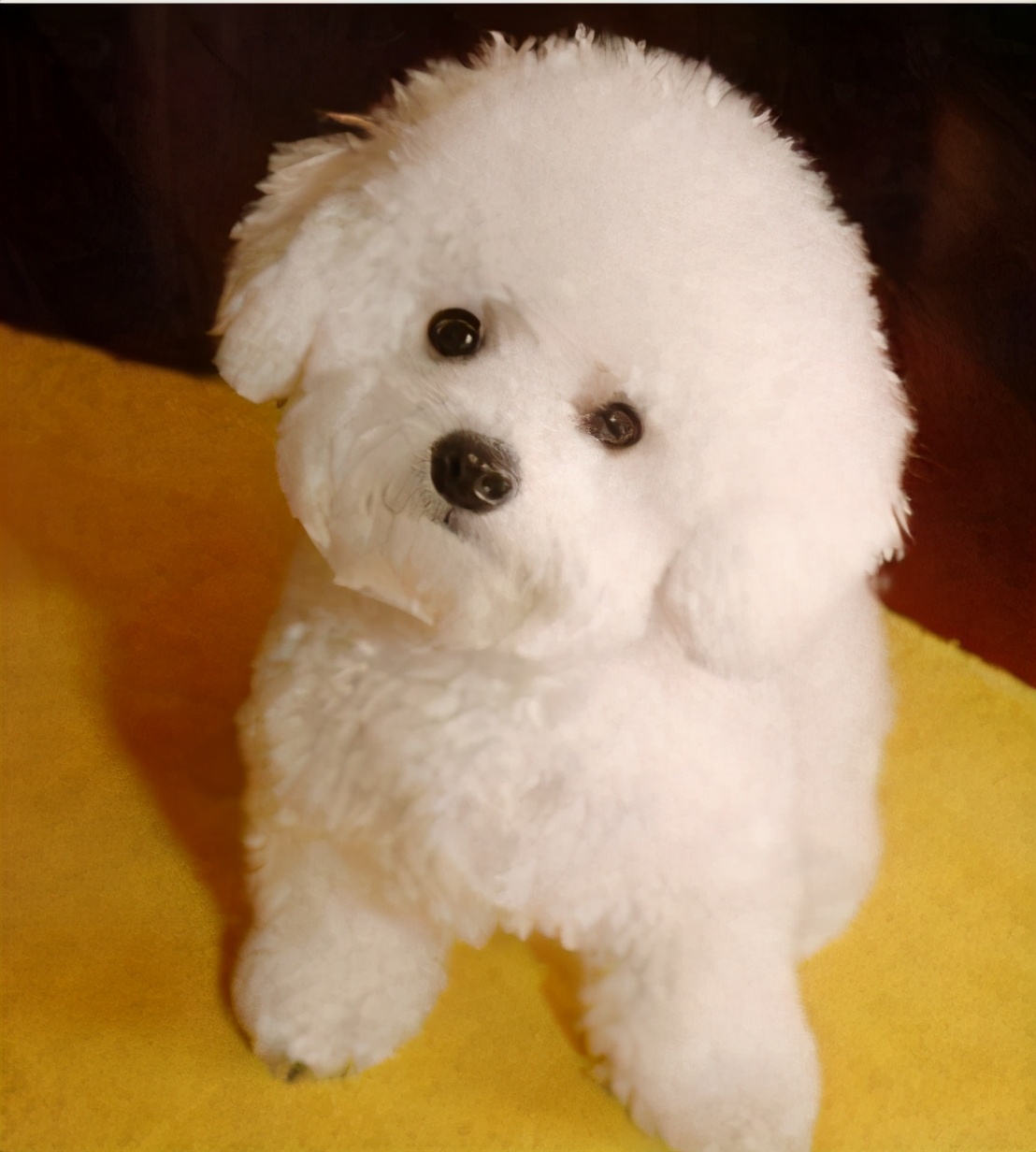 比熊犬毛發干燥無光澤怎么辦?有哪些解決辦法?