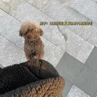 哈哈我笑到隔壁院子的哈士奇要和我拜把子
