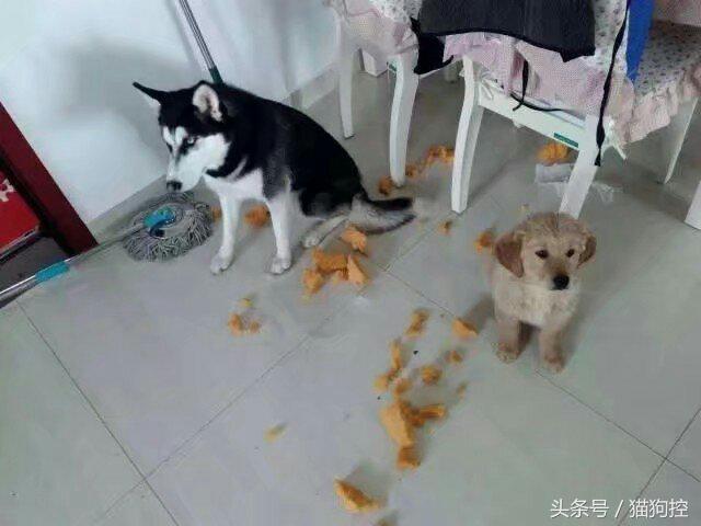 主人心大讓哈士奇獨自在家帶金毛，結果不僅越獄拆家房頂都掀了！