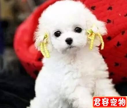 “特別討厭泰迪，看見就想踢是什么心態”？