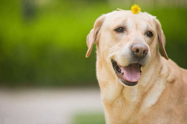拉布拉多犬的訓練方法，如何訓練拉布拉多？