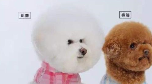 喂養泰迪犬和比熊犬哪家好？比照這五個層面，你能選誰？