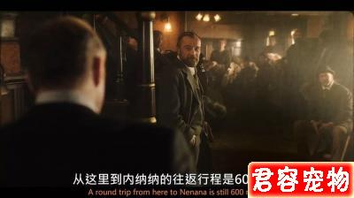 「多哥」:這只“二哈”救人的艱辛,洗刷了它“憨傻蠢萌”的恥辱