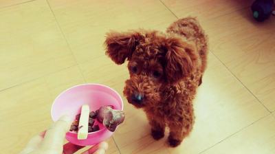 泰迪犬怎么訓練大小便?