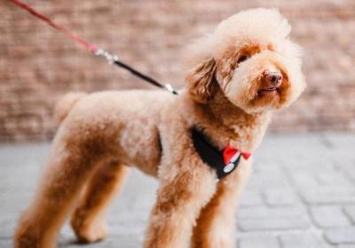 泰迪犬毛發不好，可以吃什么食物改善？