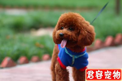 泰迪“處于痛苦中”的幾大特征,主人不要忽視了