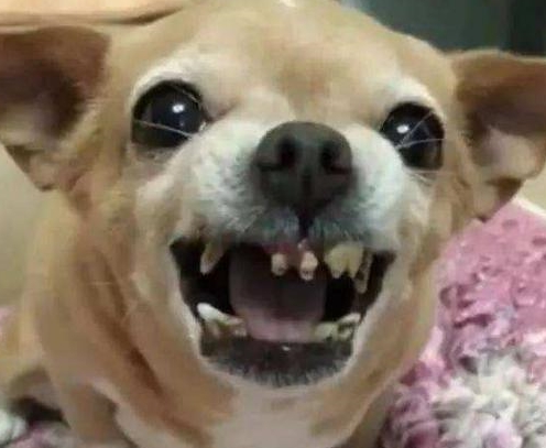 “戰斗能力”最強的幾類小型犬，非常容易咬人，有小孩子的不建議養！
