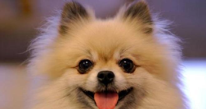第一次養博美犬，留意這6點能夠 讓它健康快樂成長