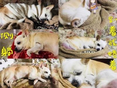 狗狗睡眠小知識