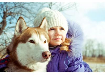 俄羅斯西伯利亞雪橇犬,哈士奇,喂養建議