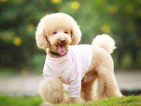 泰迪犬入門訓練計劃，不知道怎么訓練的，可以看過來！