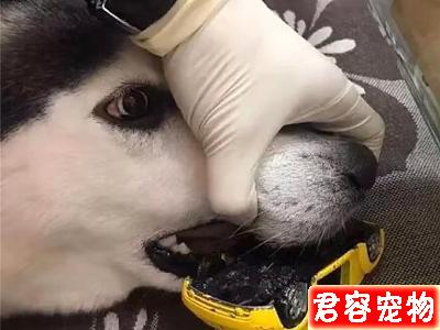 哈士奇搶玩具車沒想到被卡住了牙縫,不吃不喝一天后才獲主人解救