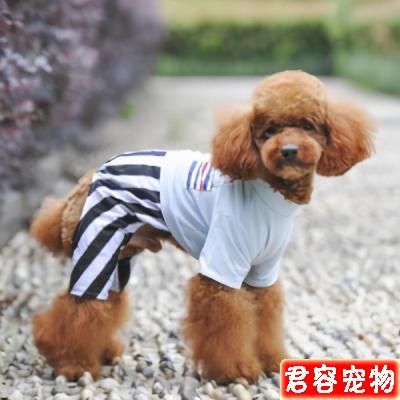 泰迪“處于痛苦中”的幾大特征,主人不要忽視了