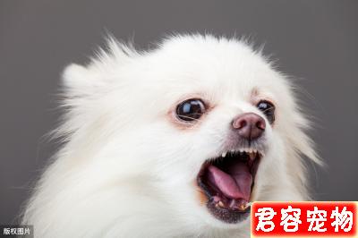 如果你養了博美犬，最好還是看看這篇文章，或許你會收獲很多