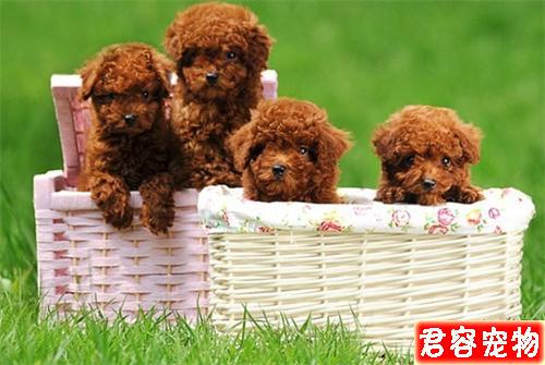 泰迪大便很臭又有點稀，非常臭，是不是哪里不好？