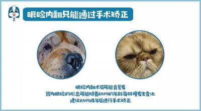鏟屎官注意！眼瞼內翻≠倒睫毛，越早診斷治療傷害越小