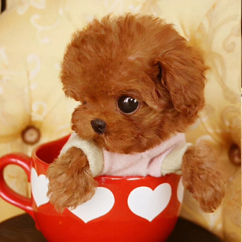 兩分鐘,帶你看完一只泰迪犬的傳奇人生