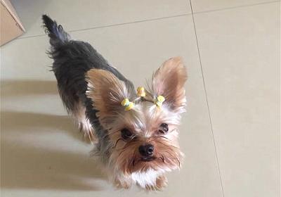 辟謠,米飯能代替狗糧成犬類主食?不能,狗狗消化淀粉存在缺陷