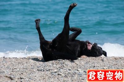 狗狗壁紙之拉布拉多篇來啦