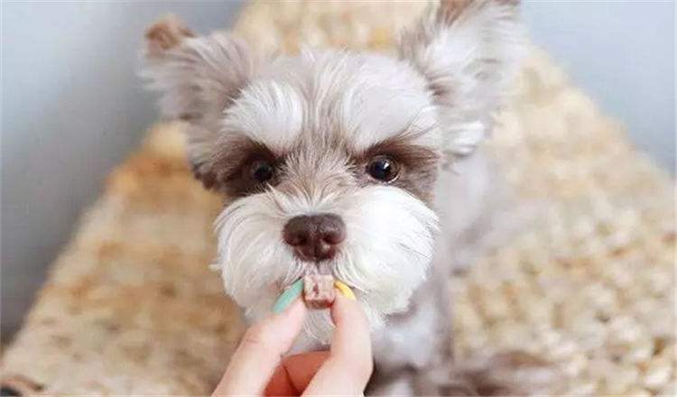 狗狗亂吃東西可不是小事，這4個原因要知道！