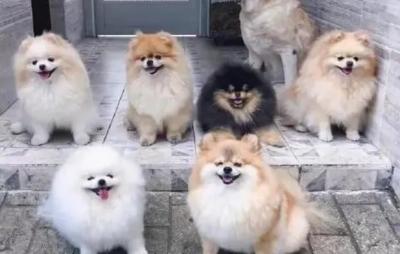 博美犬多少錢一只,你買貴了嗎?