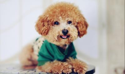 當泰迪犬有這些特征,說明它已經步入老年期了