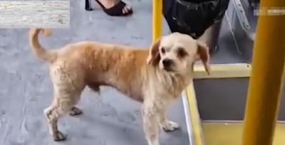 神奇！小狗獨自乘坐公交車，聽到站名熟練地從后門下車