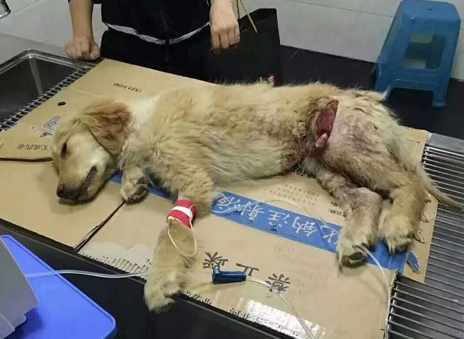 被主人家丟在馬路上等死小金毛，托著殘廢的兩腿找人辦事帶它回家了...