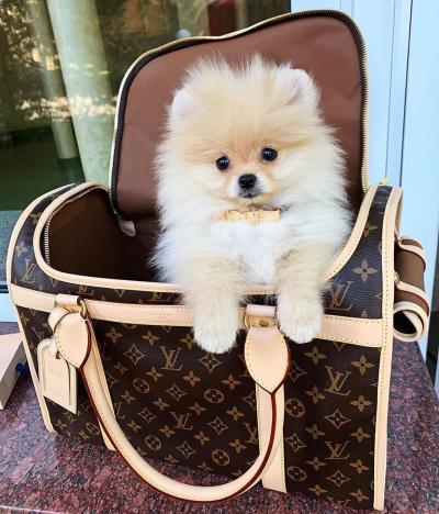 博美犬優缺點有什么？這種可愛的網紅狗狗容易養嗎？適合女生嗎？
