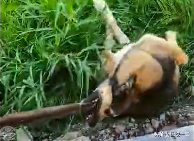 大鐵鉗暴力偷狗引民憤,結果朋友圈被人肉:原來是賣狗肉的