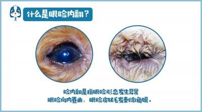 鏟屎官注意！眼瞼內翻≠倒睫毛，越早診斷治療傷害越小