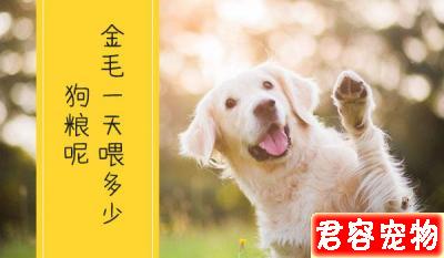 金毛成年犬一天應該喂多少狗糧呢?只有10%的人才知道