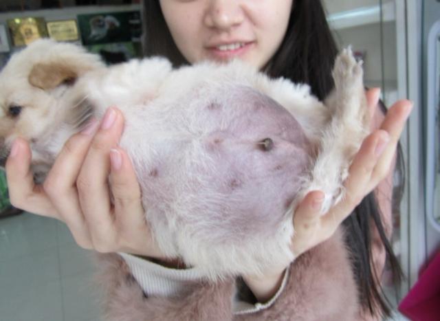獸醫告訴您，狗狗肚子鼓鼓到底是什么原因？