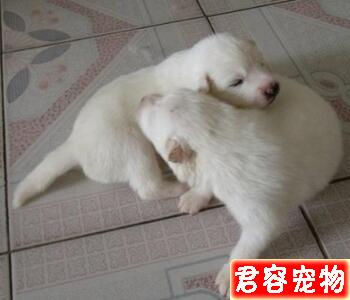 廣大網友們你們想知道小狗狗一般什么時候睜眼?
