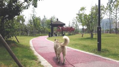 二哈喝水,<a href=/zhonglei/mao/ target=_blank class=infotextkey>貓</a>咪盯著它看,沒想到還來了個友誼之吻