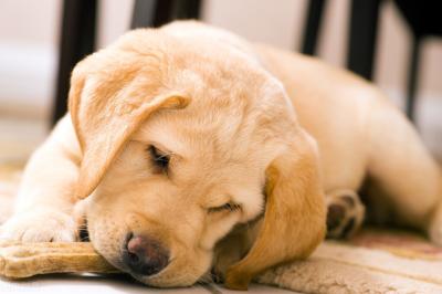 科學養拉布拉多犬的5個方法,請收好