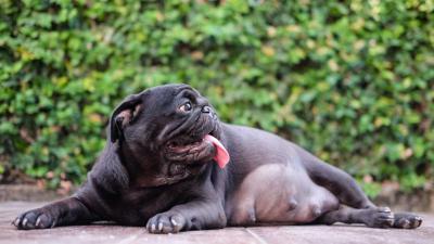 狗狗懷孕到分娩要多長時間?孕期需要注意什么?