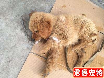 泰迪吐白沫是為什么？作為合格主人不得不知！趕緊收藏吧