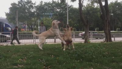 10個月拉布拉多一身壞毛病，訓犬師把它變成乖乖狗