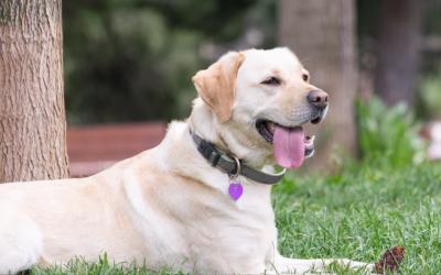 拉布拉多犬很能吃,為什么偏偏這么受歡迎呢?
