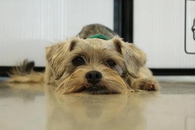 世界上十大美麗的狗品種,中國犬種上榜
