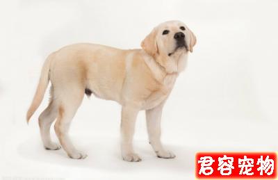 只需要6步教你辨別拉布拉多品質，看看你家拉布拉多純不純