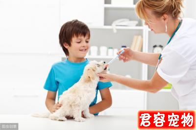 辟謠：狗狗驅蟲打驅蟲針比口服驅蟲藥效果好？寵物醫生告訴你答案