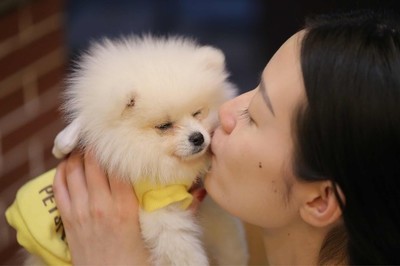 博美犬的7大缺點,網友:就是想養也不敢養啊