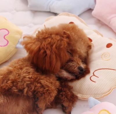 當泰迪犬有這些特征,說明它已經步入老年期了