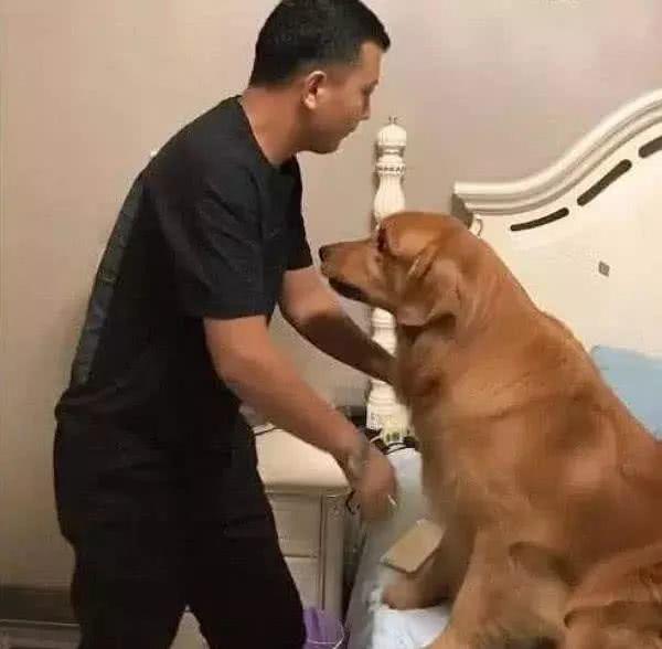 金毛被泰迪強上,生了一窩串主人氣哭了,3個月后奇跡卻出現了