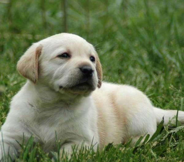 拉布拉多犬多少錢