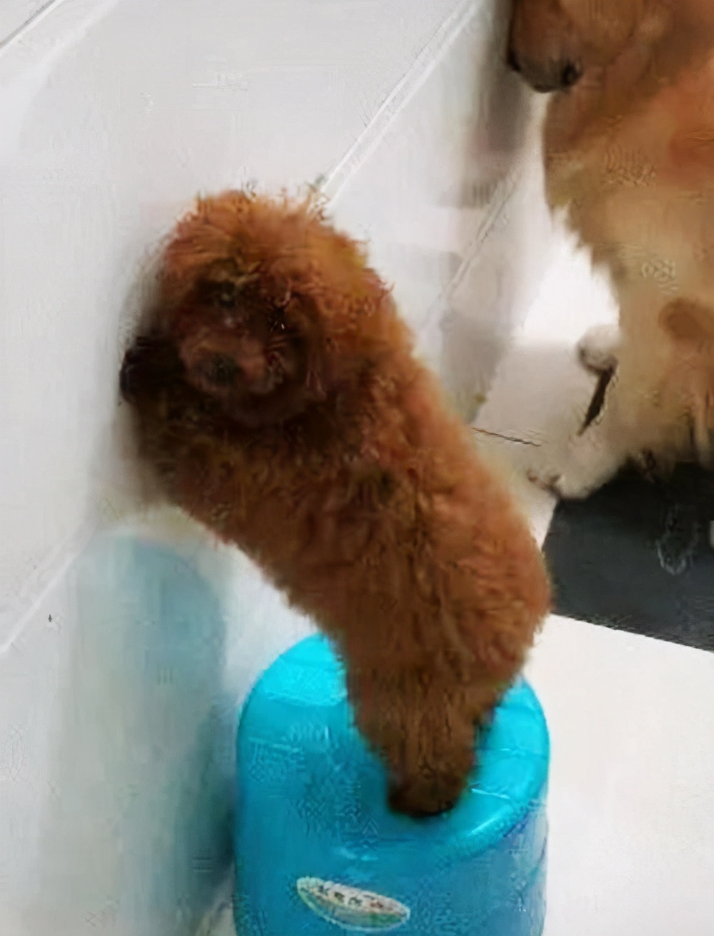 兩分鐘,帶你看完一只泰迪犬的傳奇人生